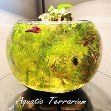 Large Glass Bubble Fish Bowl Terrarium