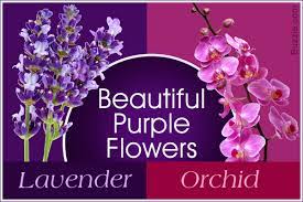 These type of flowers and plants of black color can transform any garden or container garden in an exquisite way they add a tropical touch and look exceptional when grown with other bright colored. Purple Flower Names Enlisted With A Beautiful Photo Gallery Gardenerdy