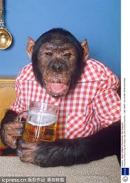 Image result for animals drinking beer
