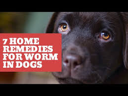 7 home remes for worms in dogs you