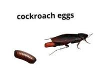 should-i-worry-about-one-cockroach