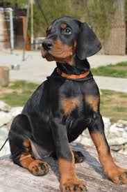 They also have a bigger hand in making sure. Puppies For Sale From Vukasin Doberman Fans