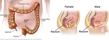 Can the rectum be ruptured through anal sex