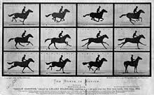 Horse Gait Wikipedia
