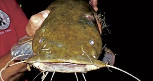 delaware river flathead catfish