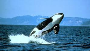 Pacific Northwest Orca Population Hits 30 Year Low Smart