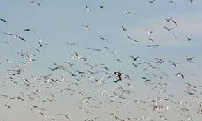 Image result for birds migrating flight .