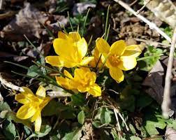 Yellow violets also known as goosefoot violets | source. 11 Yellow Spring Flowers To Make Your Garden Pop