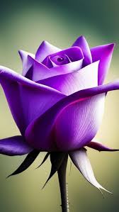 gulab ke phool wala purple rose