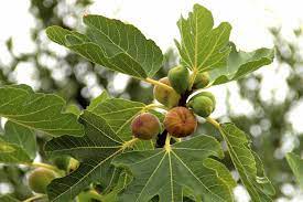 How to Prune Fig Trees for the Best Harvests of Fruit