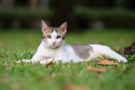 Hundreds of millions of cats are kept as pets around the world. How Old Is Your Cat In Human Years