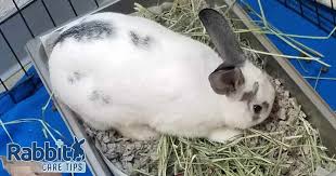 how to litter train a rabbit rabbit