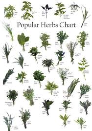 Popular Herbs Chart Medicinal Herbs Herbs For Health