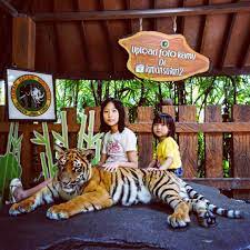 Di tempat wisata yang terletak di jalan danau djonge ini kamu bisa melihat berbagai macam macan yang dikembangbiakkan di kedungkandang; 19 Tempat Wisata Edukasi Di Malang Pas Untuk Liburan Anak Ongis Travel