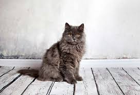 He described the persians as gray with very long the persian quickly shoved aside the competition and quickly took the place as the top cat. 7 Best Cat Breeds In India