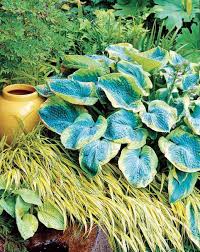 25 Top Easy Care Plants For Midwest Gardens