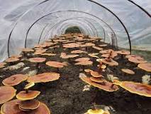 Are small mushroom farms profitable?