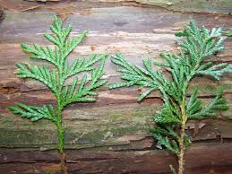 Incense cedar is generally known in the lumber industry as one of the 12 woods of the western woods region and is frequently available in mixed car shipments together with an assortment of one or more of the pines and others of its sister species. Arborvitae Lumber