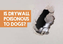 Is It Bad For Dogs To Eat Drywall Is