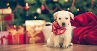 Regalare un cane per Natale: buona o cattiva idea? | Sweetanimals
