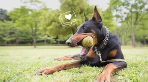 chew toys are safe for dogs