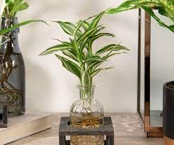 15 Indoor Plants In Glass Jar Ideas