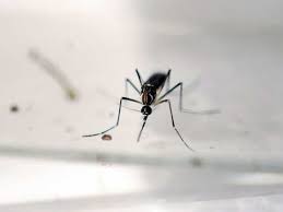 Dengue Chikungunya Alert What To Eat What To Skip The