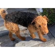 Petland florida has top quality puppies from the top 2% usda breeders available for purchase. 15 Months Old Airedale Terrier Puppy In Idaho Falls Idaho Puppies For Sale Near Me