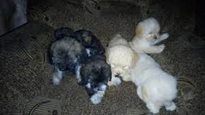 fairvet miniature poodle puppies for