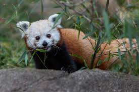 red panda smithsonian s national zoo