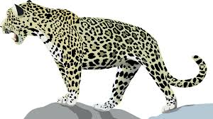 jaguar cat wild jungle