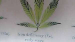Nutrient Deficiency Chart For Growing Marijuana