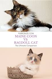 Maine Coon Vs Ragdoll Cat Which Breed Suits You Purr Craze