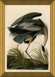 Art Prints Of Great Blue Heron By John