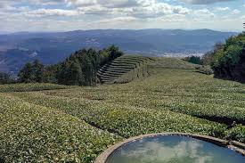 tea farm near kyoto an