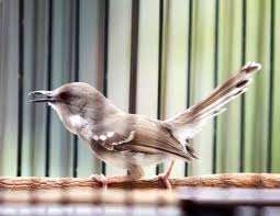 Suara ciblek kristal ngebren merupakan salah satu jenis suara yang banyak di gunakan untuk masteran atau untuk isian burung kicau lainnya. 8 Cara Merawat Burung Ciblek Terlengkap Dan Habitat Aslinya