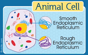 Smooth er is quite varied in appearance and most likely in function as well. Information About The Smooth Endoplasmic Reticulum And Its Functions Biology Wise
