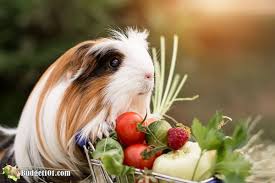 can guinea pigs eat the