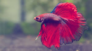 fighter fish 3d siamese fighting fish