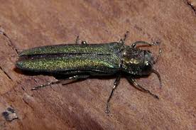 Homeowner Guide To Emerald Ash Borer Insecticide Treatments