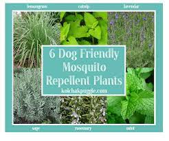 Dog Safe Mosquito Control