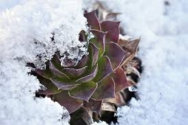 Can Succulents Survive Winter Outdoors