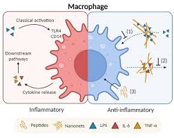 "Multifunctional Antimicrobial Nanonets: Mitigating Inflammatory Responses in Sepsis"