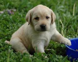 How To Identify A Good Labrador Puppy The Smart Way