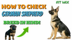 How To Check Pure German Shepherd Breed In Hindi Know Your Breed In Hindi