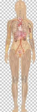 From wikimedia commons, the free media repository. Human Body Anatomy Png Images Human Body Anatomy Clipart Free Download