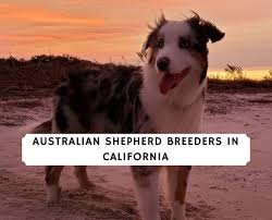 Affectionate, intelligent, healthy aussiedoodle, bernedoodle, and sheepadoodle puppies. Best Australian Shepherd Breeders In California 2021 We Love Doodles