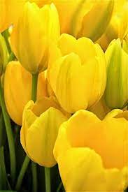 Find your favorite tulip at fiftyflowers! Super Stuffz Beautiful Flowers Beautiful Flowers Yellow Flowers Yellow Tulips