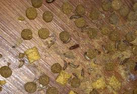 what are the signs of carpet beetles