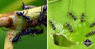 how to control ants in your garden